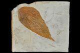 Fossil Hackberry (Celtis) Leaf - Montana #120808-1